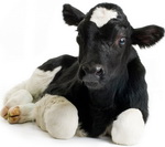 הרעלת בקר בצפון הארץ: חשד שמקור ההרעלה הוא זבל עופות