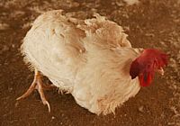 הרעלה בלהקת מטילות ביצי מאכל