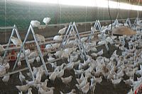 חידושים בגידול פרגיות קלות