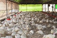 אירוע שפעת עופות H5N1 נוסף