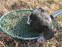 יפן: שפעת עופות בברווזי בר