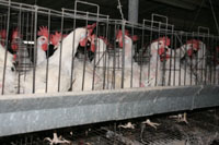 סלמונלה: גורמי סיכון בלהקות הטלה לביצי מאכל