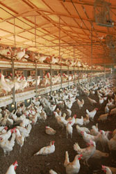 רווחת מטילות ביצי המאכל -  האם תהיה רפורמה ?