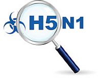 שפעת העופות מכה במדינות שונות באסיה