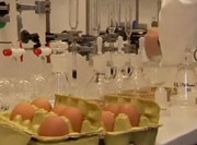 גרמניה: הסגר על חוות גידול בעקבות ממצאי דיאוקסין