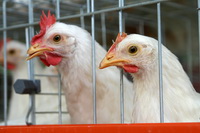 האם ממשק הכלובים המאובזרים יפחית את הנגיעות בסלמונלה בשלוחת מטילות ביצי המאכל ?