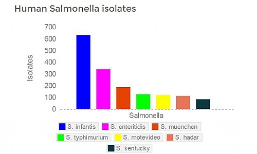 salmonella salmonella
