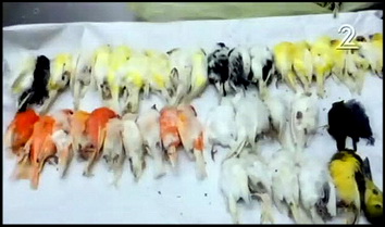 צפורים צפורים