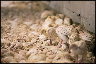 צער בע צער בע